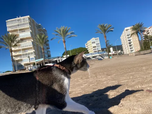 Наш кот на пляже в Беникасиме