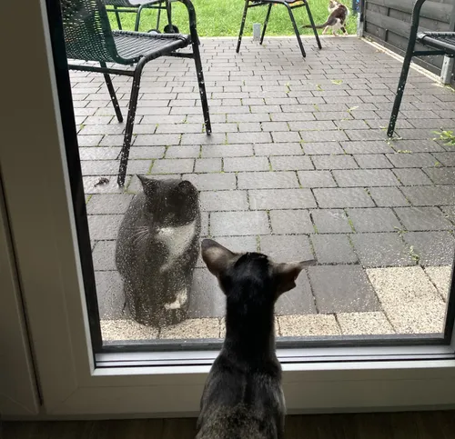 Кошачьи друзья