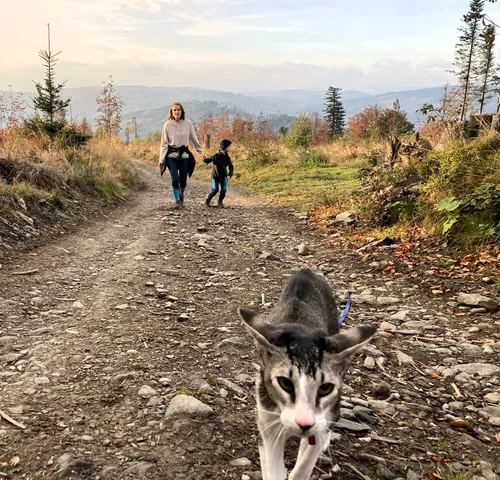 Кот в горах