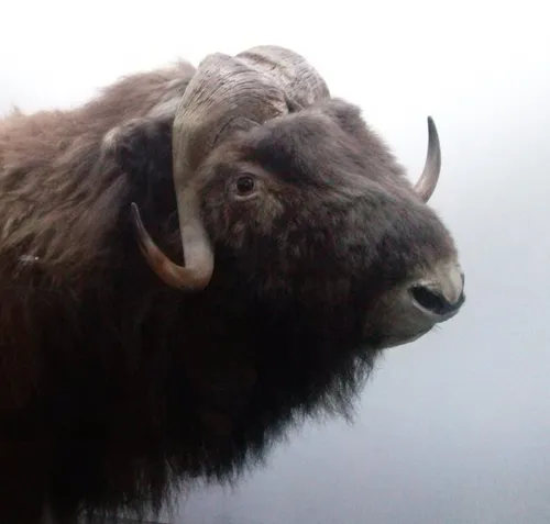 Заглавная фотография к статье Музей Естествознания (Muzeum Przyrodnicze)