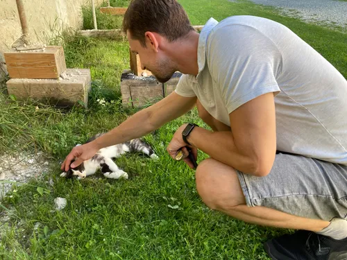 Котик