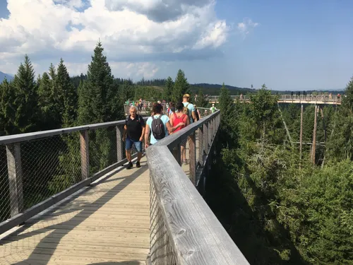 Путь в кронах деревьев