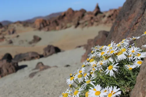 Flowers and Teide