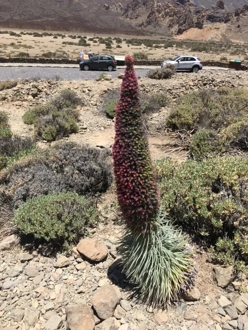 Succulents on Teide