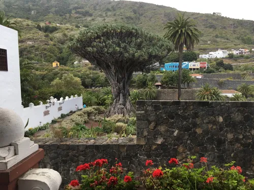 Dragon tree tenerife