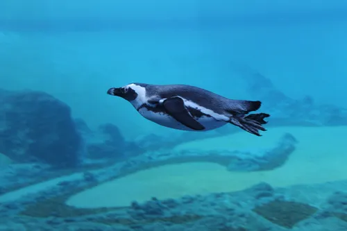 Заглавная фотография к статье Вроцлавский Зоопарк