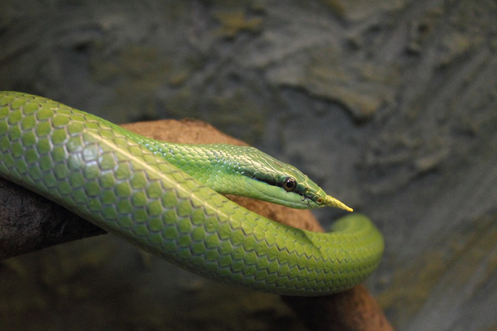 Змея с рогами на голове фото и название